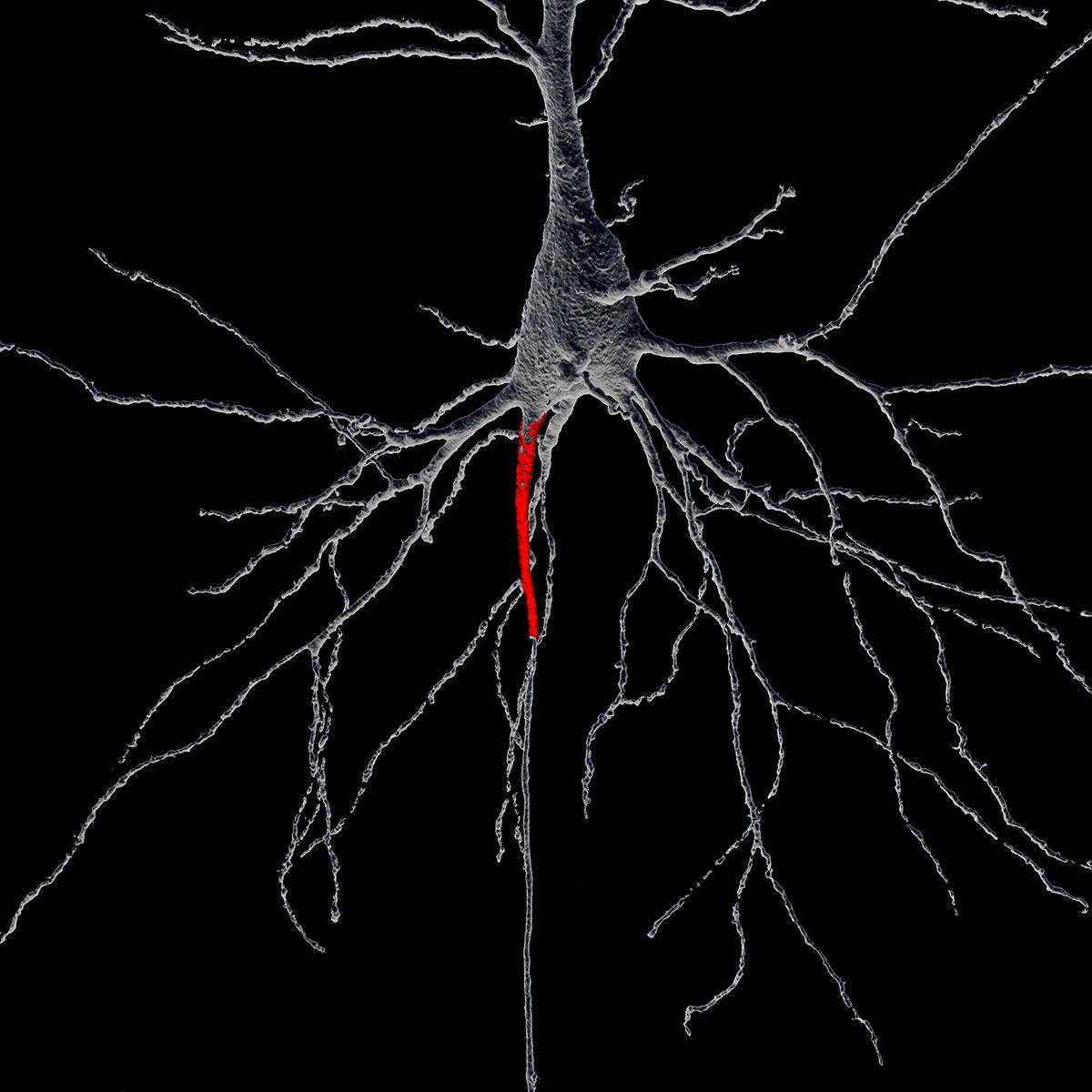 <em>Excitation Locus</em>, Honorable Mention 2017. A 3-D representation of a rat neuron. 