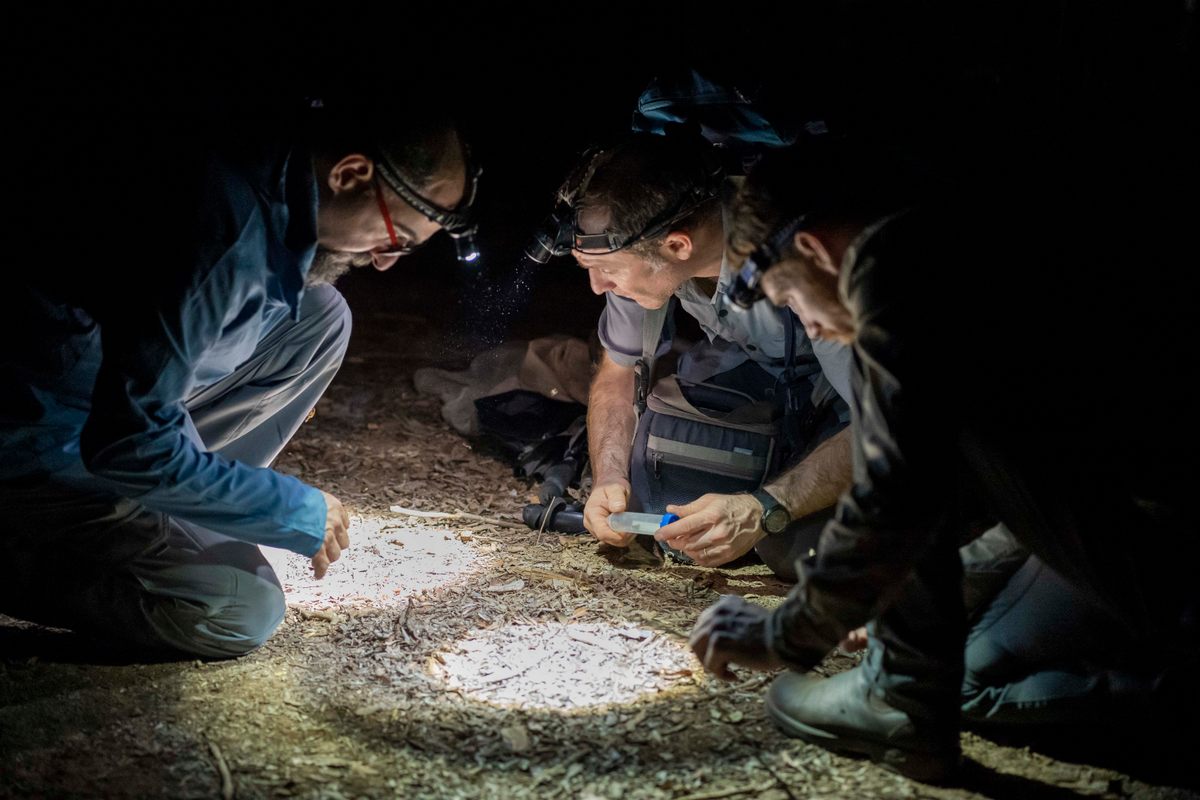Sylvain Hugel, a cricket specialist, collects specimens in Kirindy Forest with Darren Goldin (left) and Aran Hinton of Canada’s Entomo Farms.
