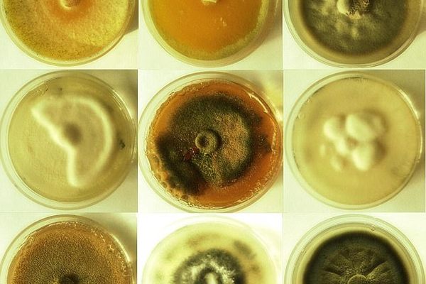 The researchers tested around 20 species of fungi before declaring <em>T. reesei</em> the most promising.
