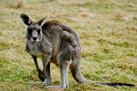 Can a kangaroo survive on the mean streets of Detroit?