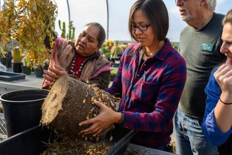 Cynthia and Elouise Wilson inspect Four Corners potato plants at Red Butte Garden. 