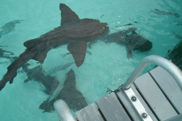 Nurse sharks at Compass Cay, swimming by the dock for food. (Brett Young/Atlas Obscura)