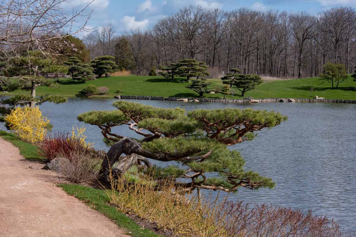 Peaceful spaces such as the Malott Japanese Garden at the Chicago Botanic Garden require constant upkeep, even when visitors aren't around.