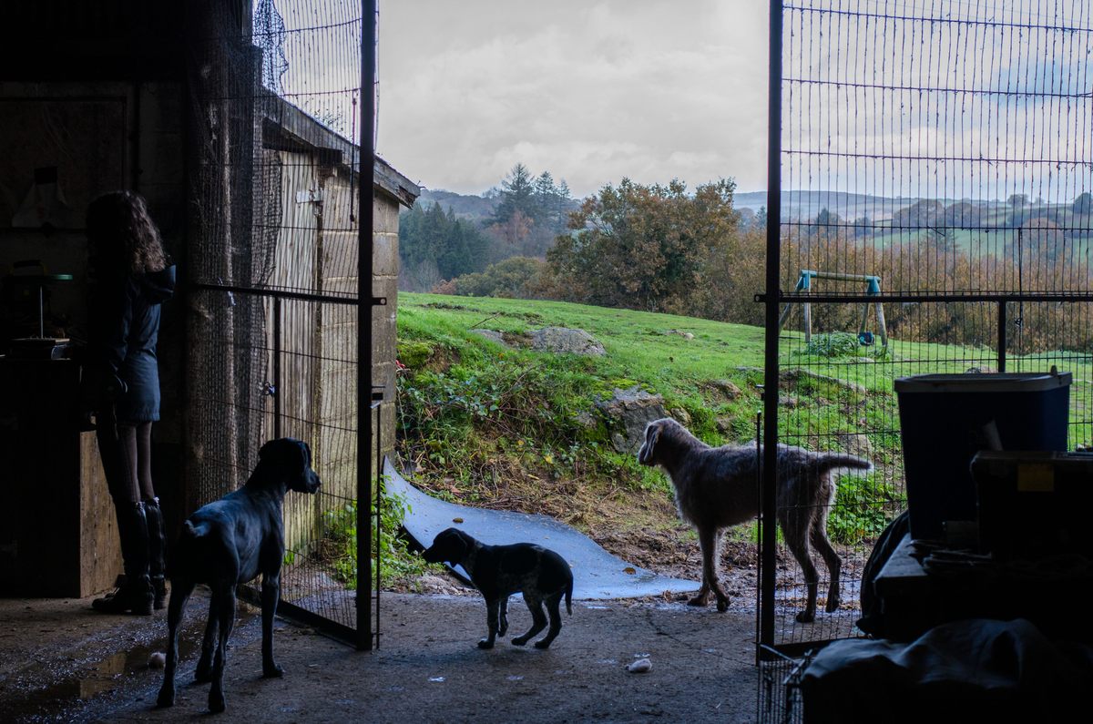 The three canine members of Whitley's hunting team.