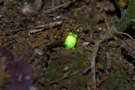 Predatory Glow Worms Discovered in the Amazon Rainforest