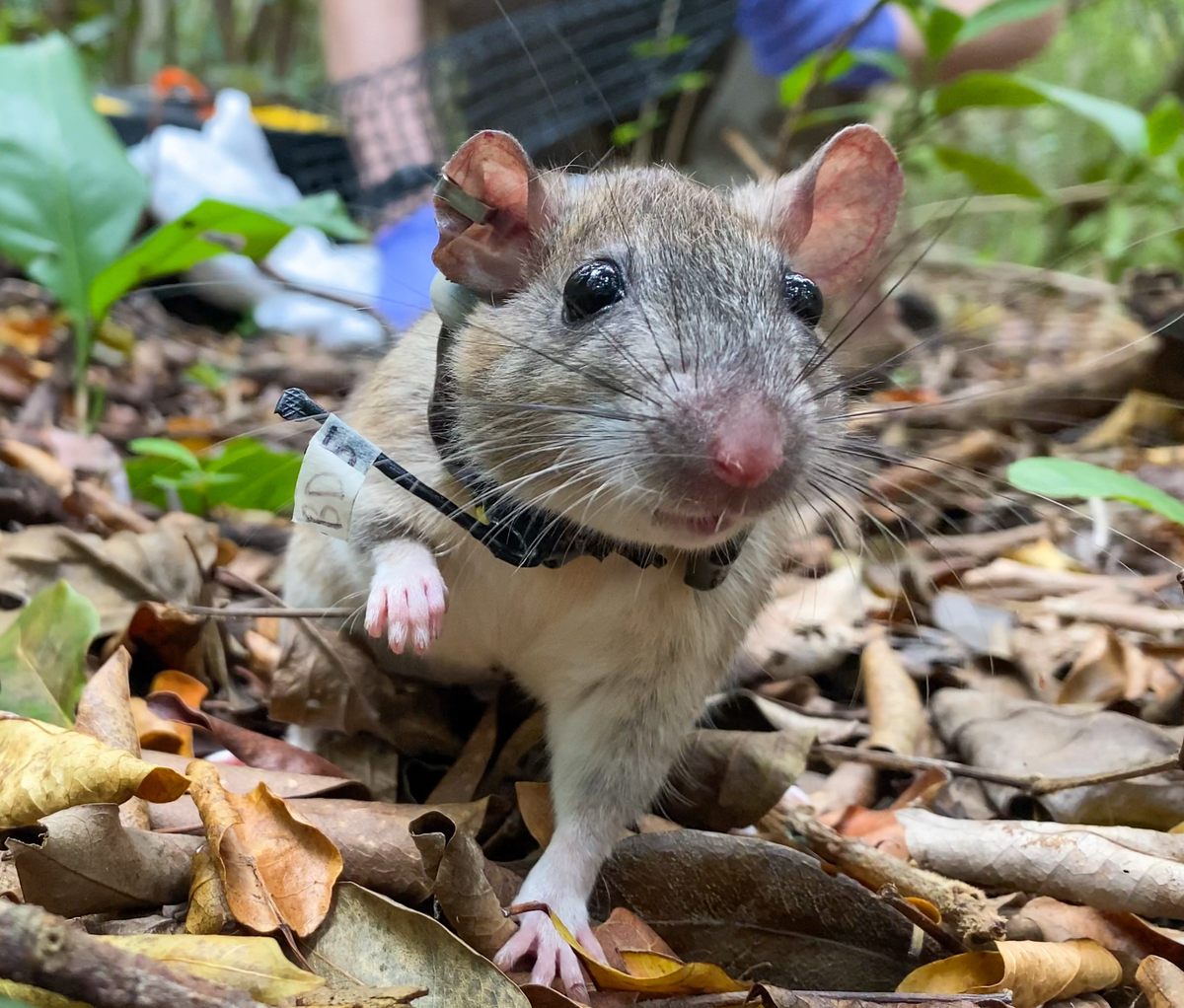 The Key Largo woodrat, which lives only on the northern tip of its namesake Florida island, is one of the world's rarest—and most adorable—rodents.