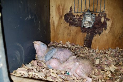 Puerto Rico's Parrot Population Is Slowly Recovering