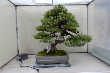 Pacific Bonsai Museum