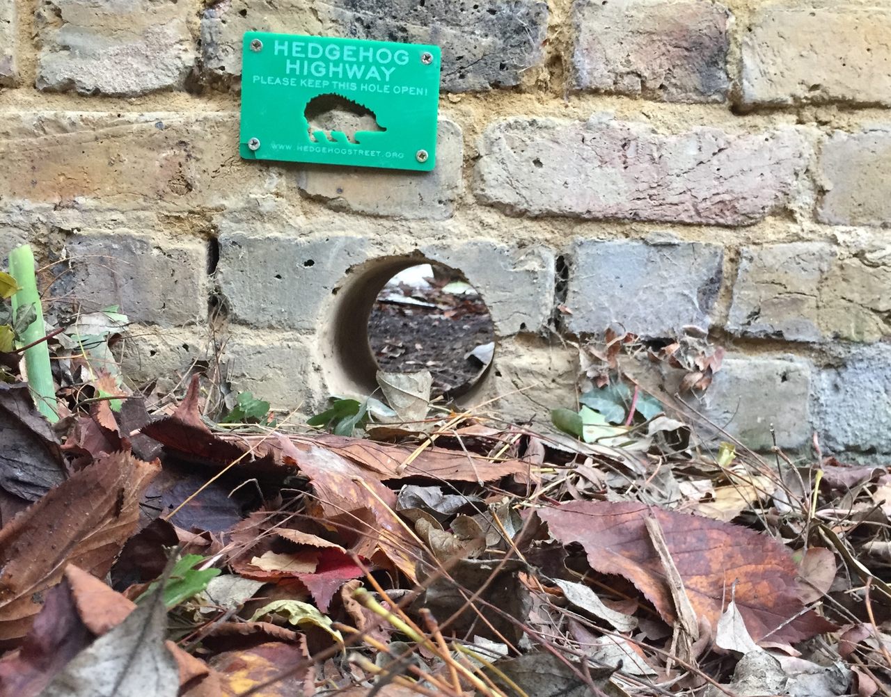 Holes drilled through walls give hedgehogs little pathways from one garden to another.