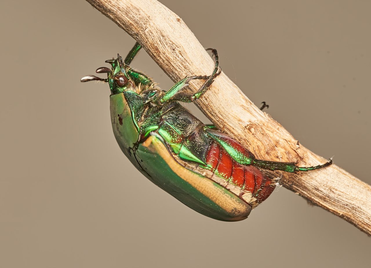 Iridescent green figeater beetles (Cotinis mutabilis) have long been used as adornments in cultures around the world.
