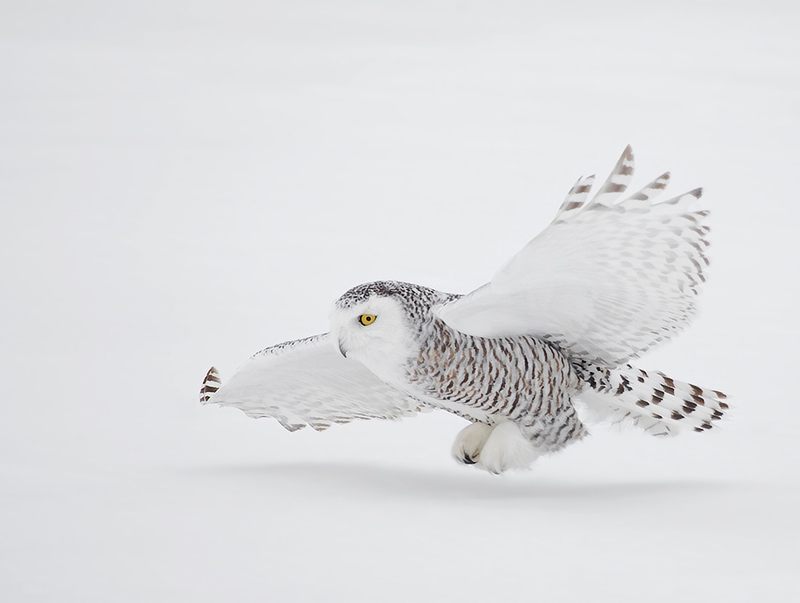 A snowy owl in Quebec, where many of this year's visitors are from.