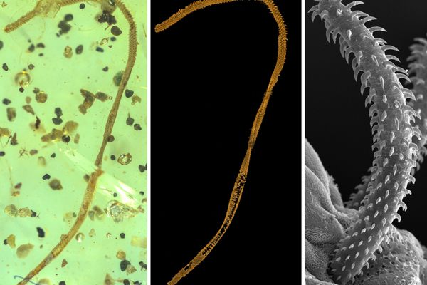 The amber finding is like Jurassic Park, but for tapeworms.