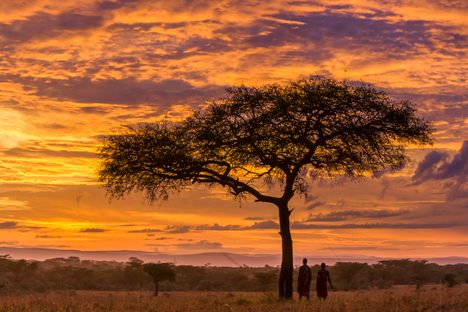 Maasai men beside an umbrella acacia tree at dawn on the Kenyan savanna.