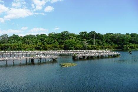 Bird City