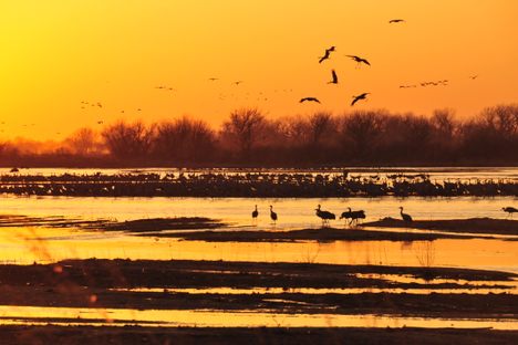 Sandhill cranes gather at sunset to roost on the shallow sandbars of the Platte River near Kearney, Nebraska.