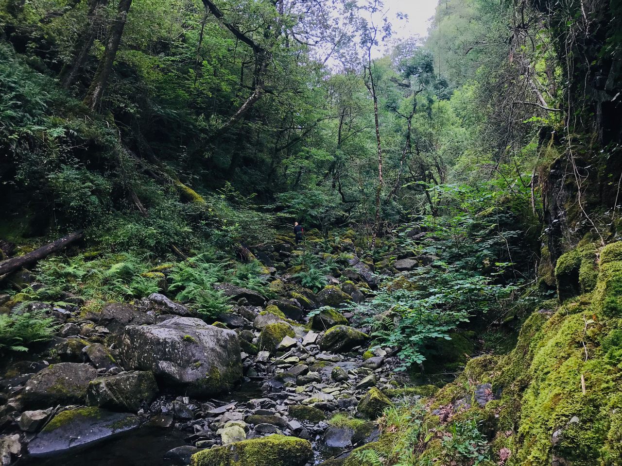 Ceunant Llennyrch National Nature Reserve in Wales is home to one of Britain's few remaining temperate rainforests.
