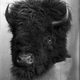 badlandic profile photo