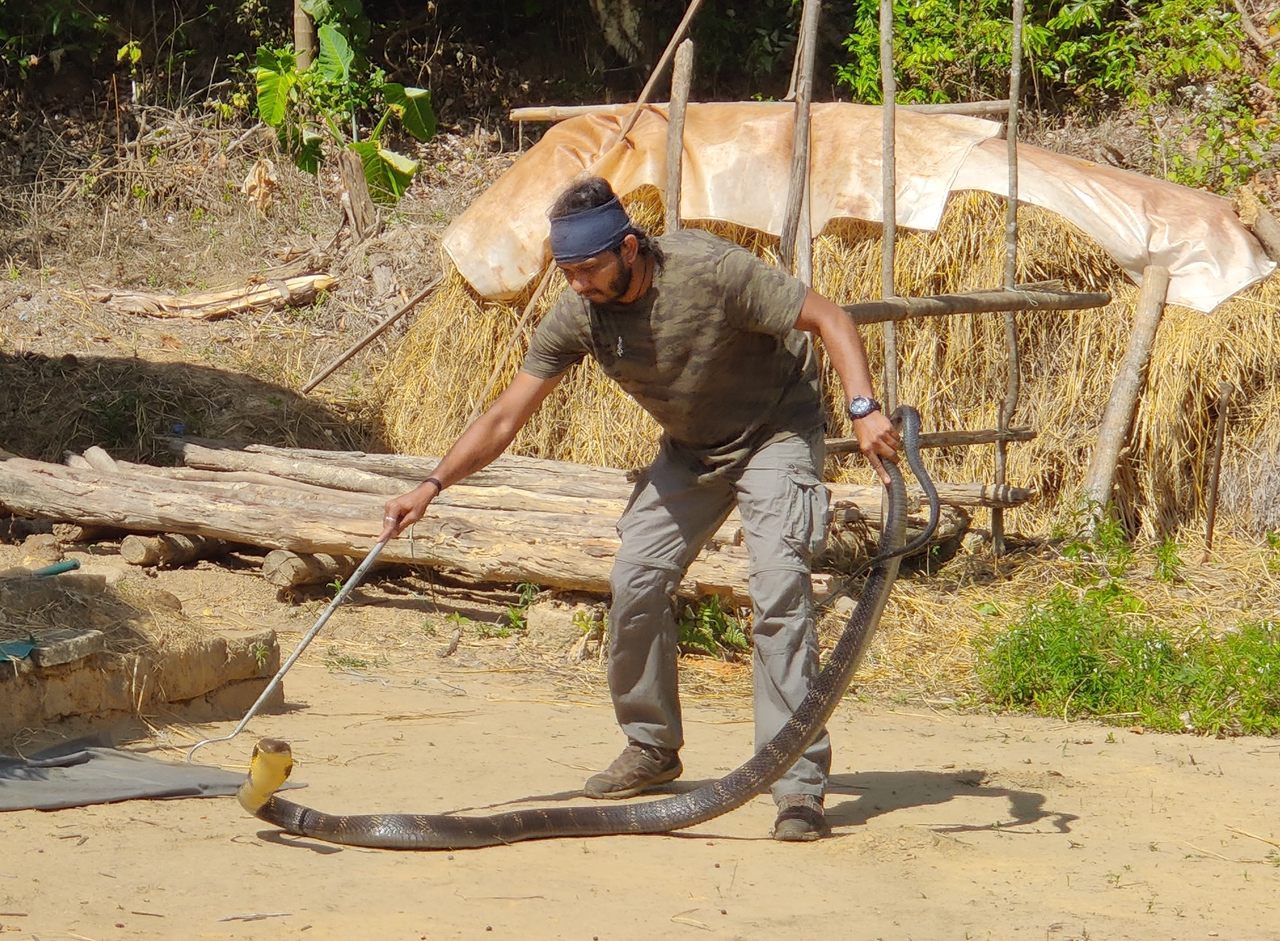 Wrangling an eight-foot king cobra is all in a day's work for Ajay Giri, field director of the Agumbe Reserve Research Station in western India.