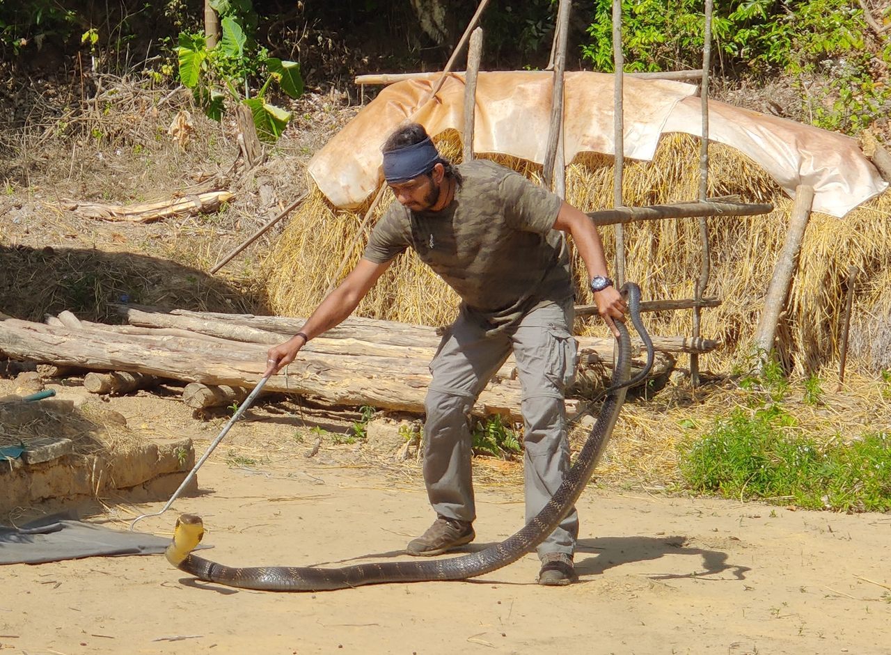 The deadly venomous King cobra is not a true cobra! 