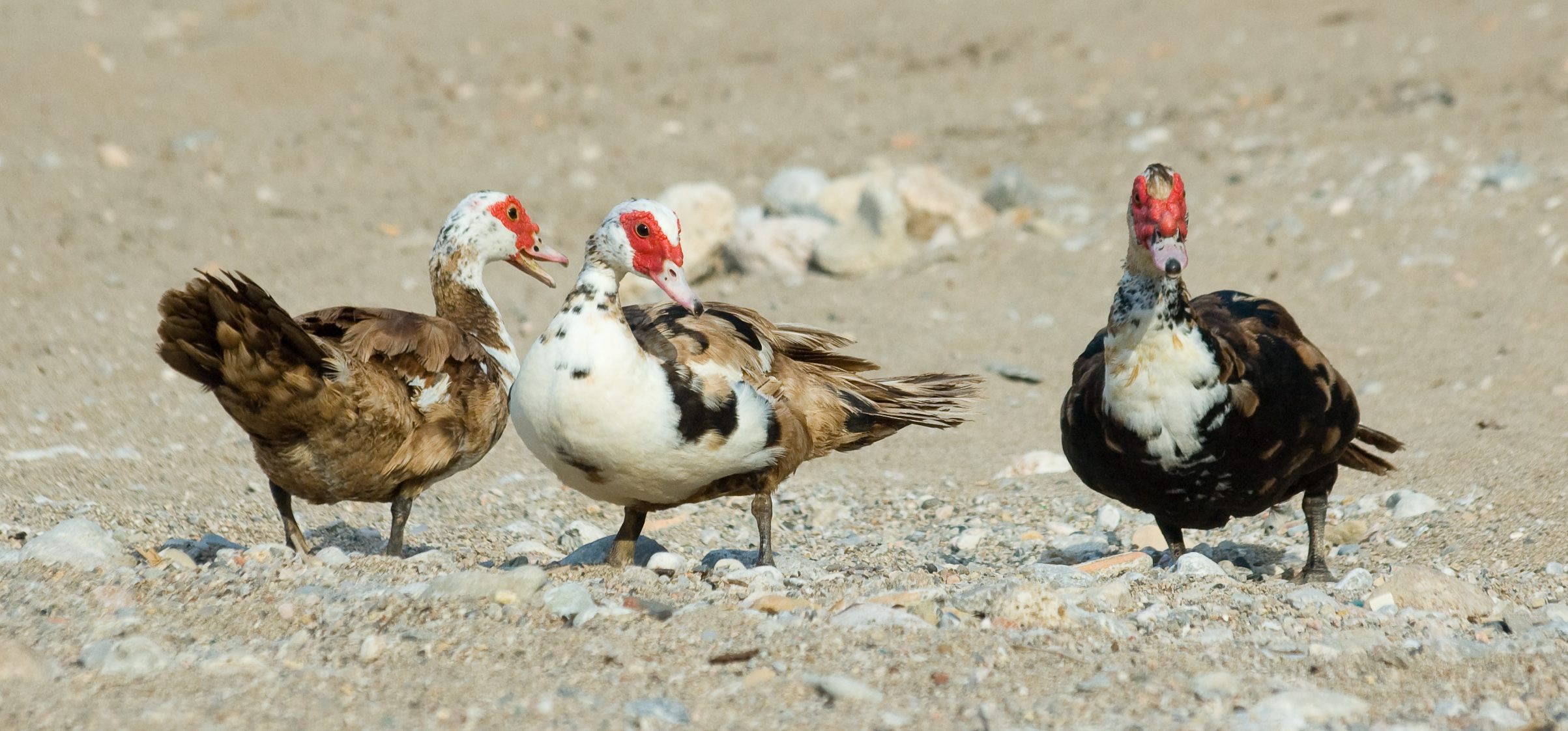A trio of Muscovy ducks.
