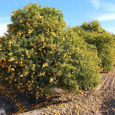 加州大学河滨分校的柑橘品种收藏