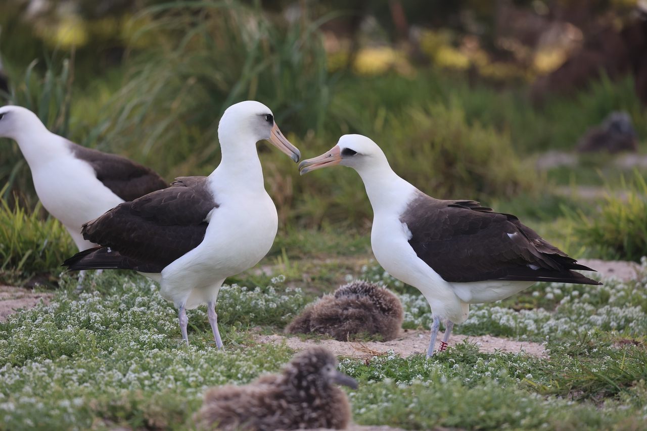 Wisdom, a Laysan albatross (Phoebastria immutabilis) in her 70s, was spotted courting potential mates at Midway Atoll National Wildlife Refuge. 
