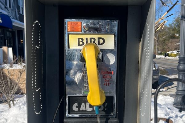 The Bird Calls Phone.