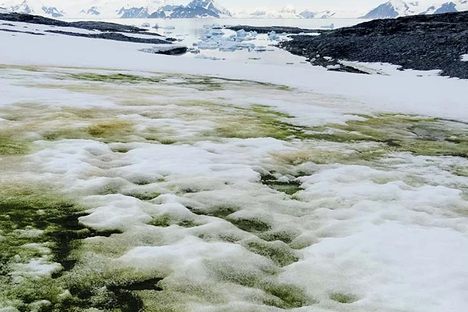 And you thought yellow snow was bad.