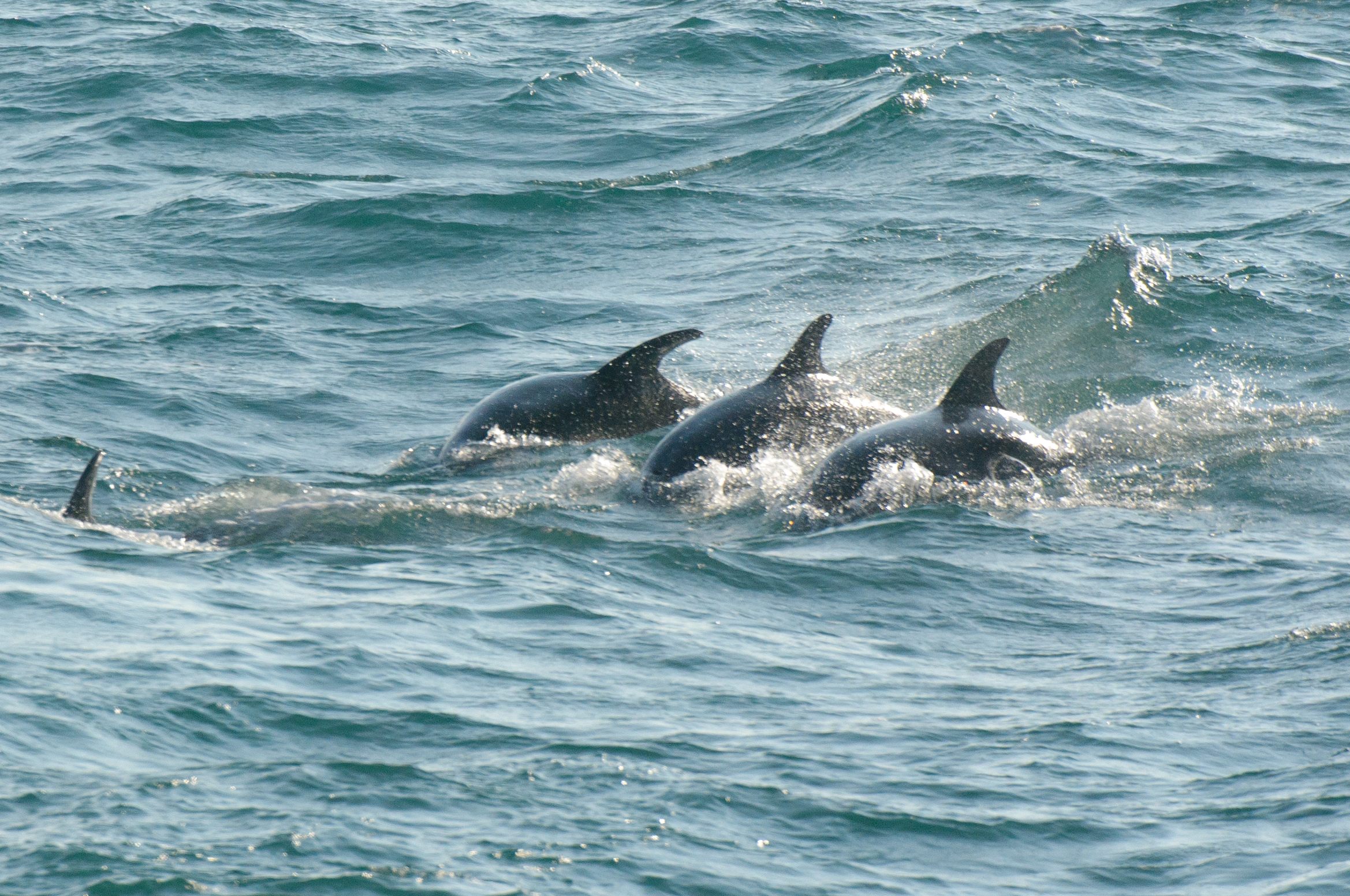 Individual dolphins—such as these, in Cornish waters—can be identified by their dorsal fins.