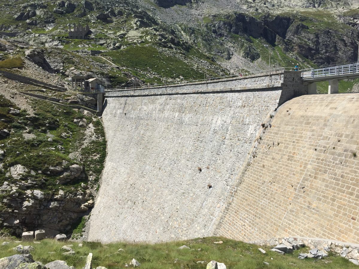 Goats of the Cingino Dam – Noasca, Italy - Atlas Obscura