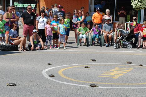 Turtles head for the finish line.
