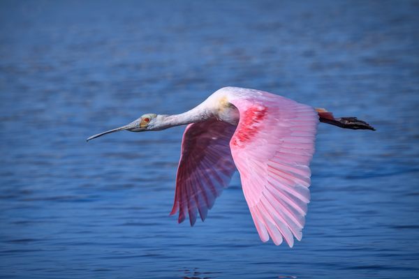 Vibrant Roseate Spoonbills get their distinctive pink color from a diet of crustaceans and aquatic invertebrates. It’s just one of the spectacular avian species on view in Florida.