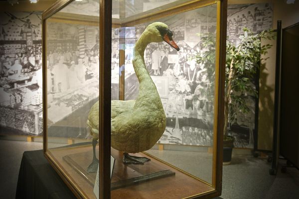 The "tyrant of Lake Lucerne" is now a taxidermied attraction—sometimes on display at the Orange County Regional History Center—and his descendants occupy the city's lakes. 