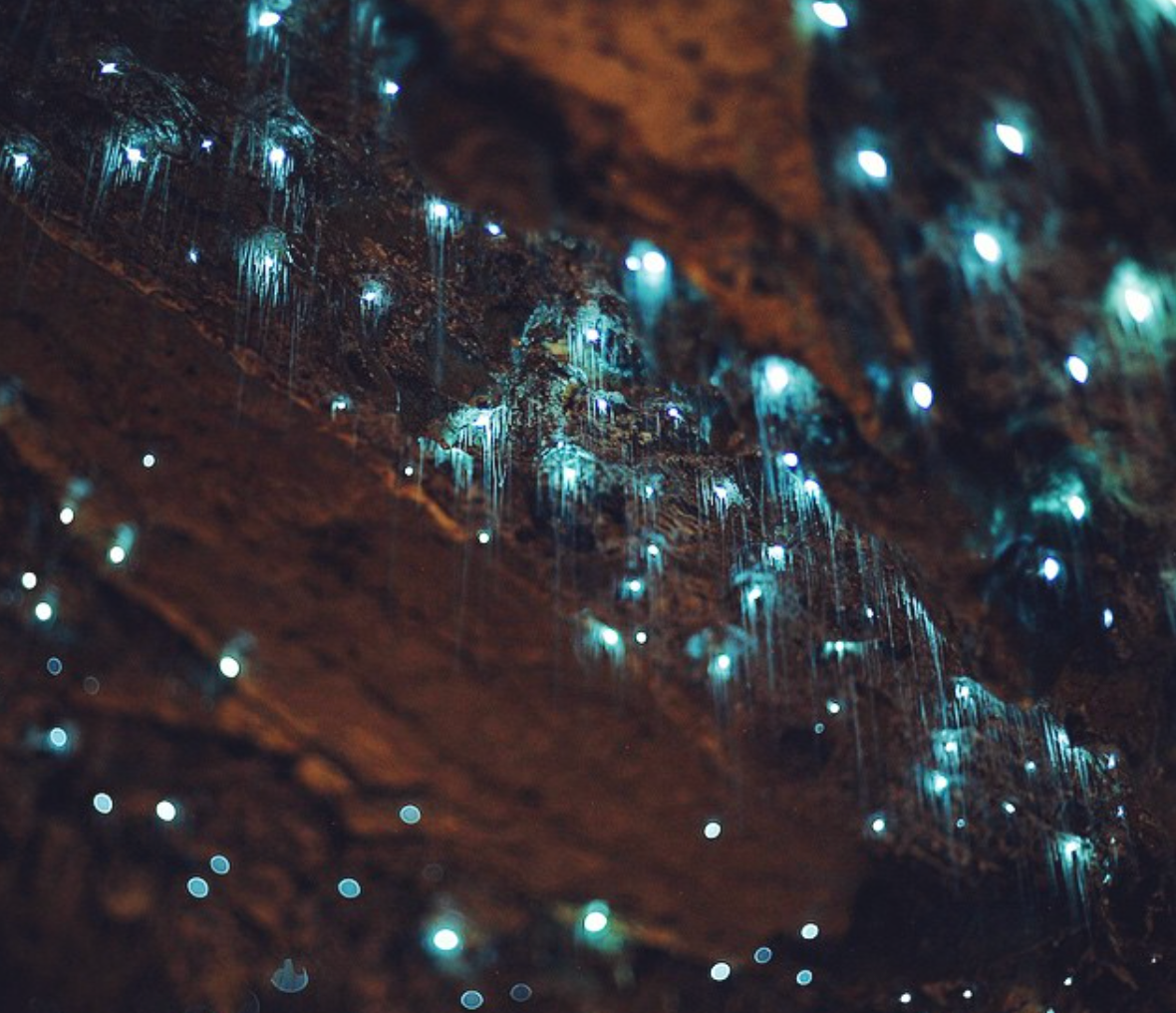 Glowworms settle in the nooks and crannies between stalactites. 