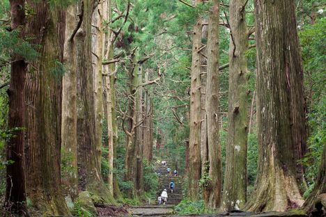 Ancient cryptomeria cedar trees line both sides of the Daimonzaka trail.