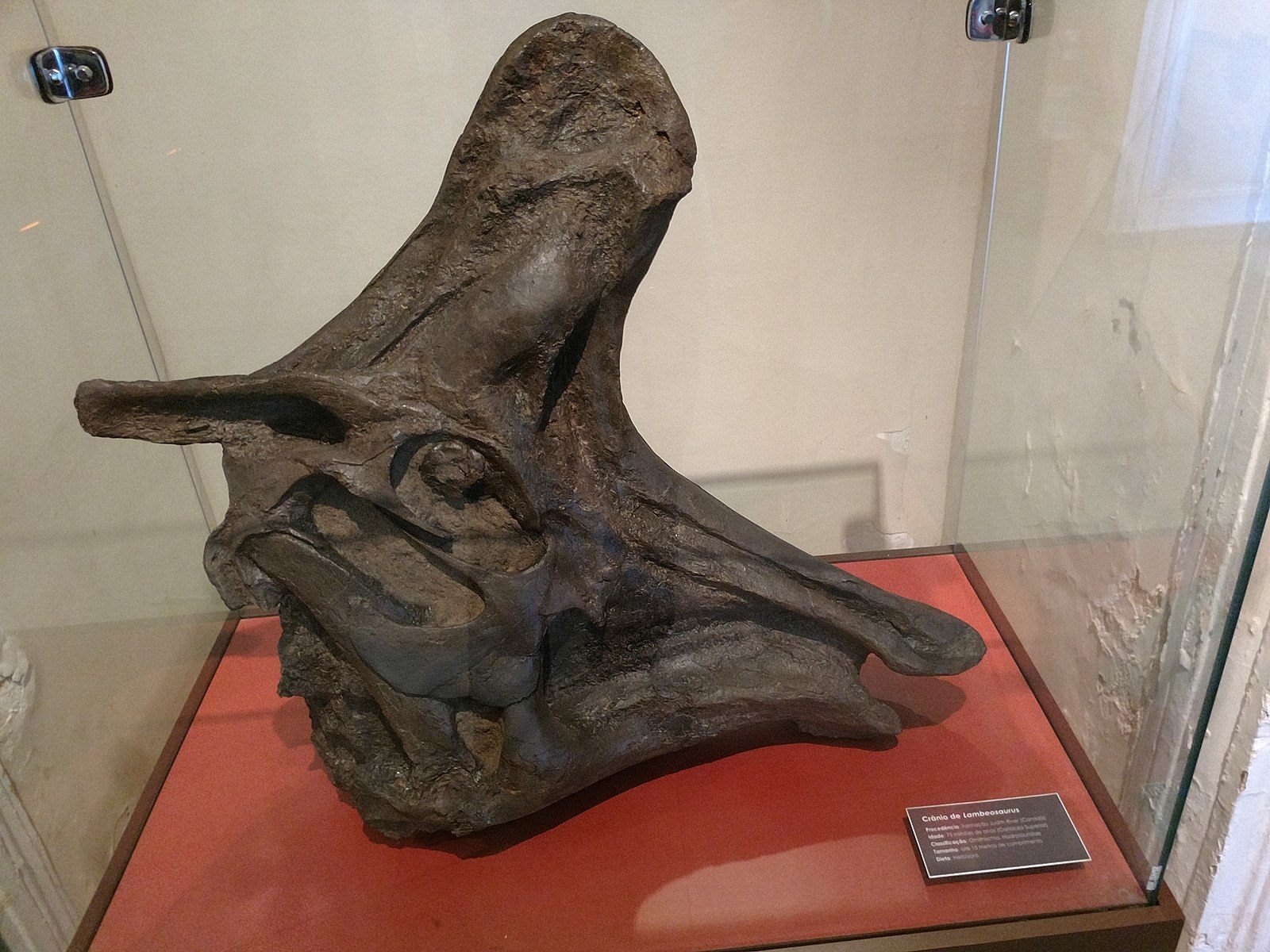 A dinosaur fossil from the Museu Nacional. While the fossil itself may be lost, even this photograph of it is better than nothing.