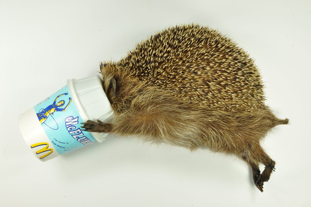 A Dutch Exhibit Highlights Startling and Unusual Animal Deaths