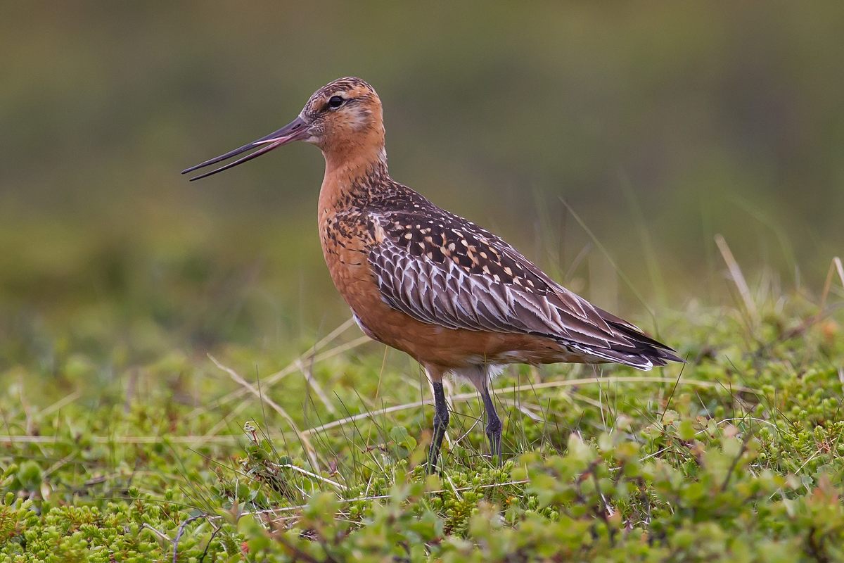 A bar-tailed godwit.