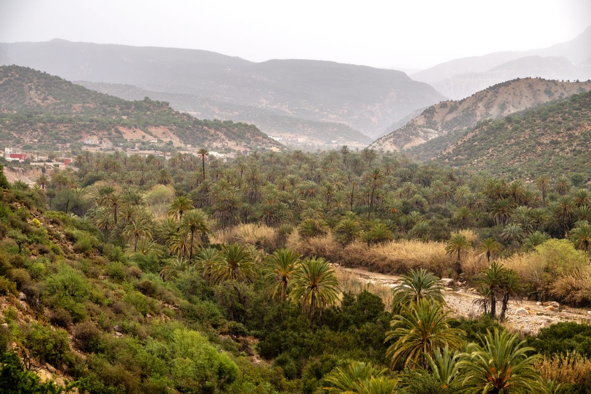 A view of the food forest from above, with the village to the left.