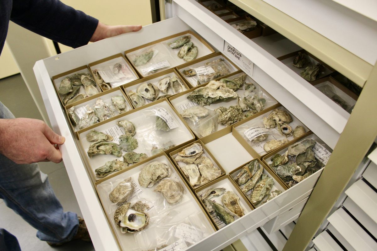 Unele dintre cele aproximativ 40.000 de scoici de stridii colectate din Florida și păstrate la Instituția de Cercetare Paleontologică a Universității Cornell.