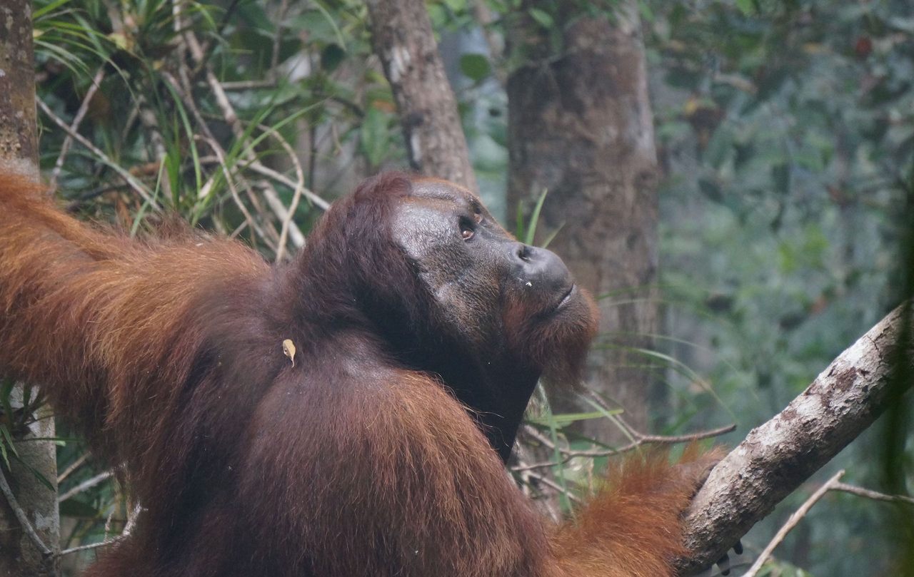 一个成年男性猩猩考虑他的下一个在印尼2015森林大火产生的阴霾。