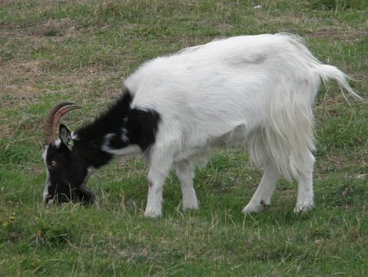 A goat with a white body and black head grazes on a patch of grass.