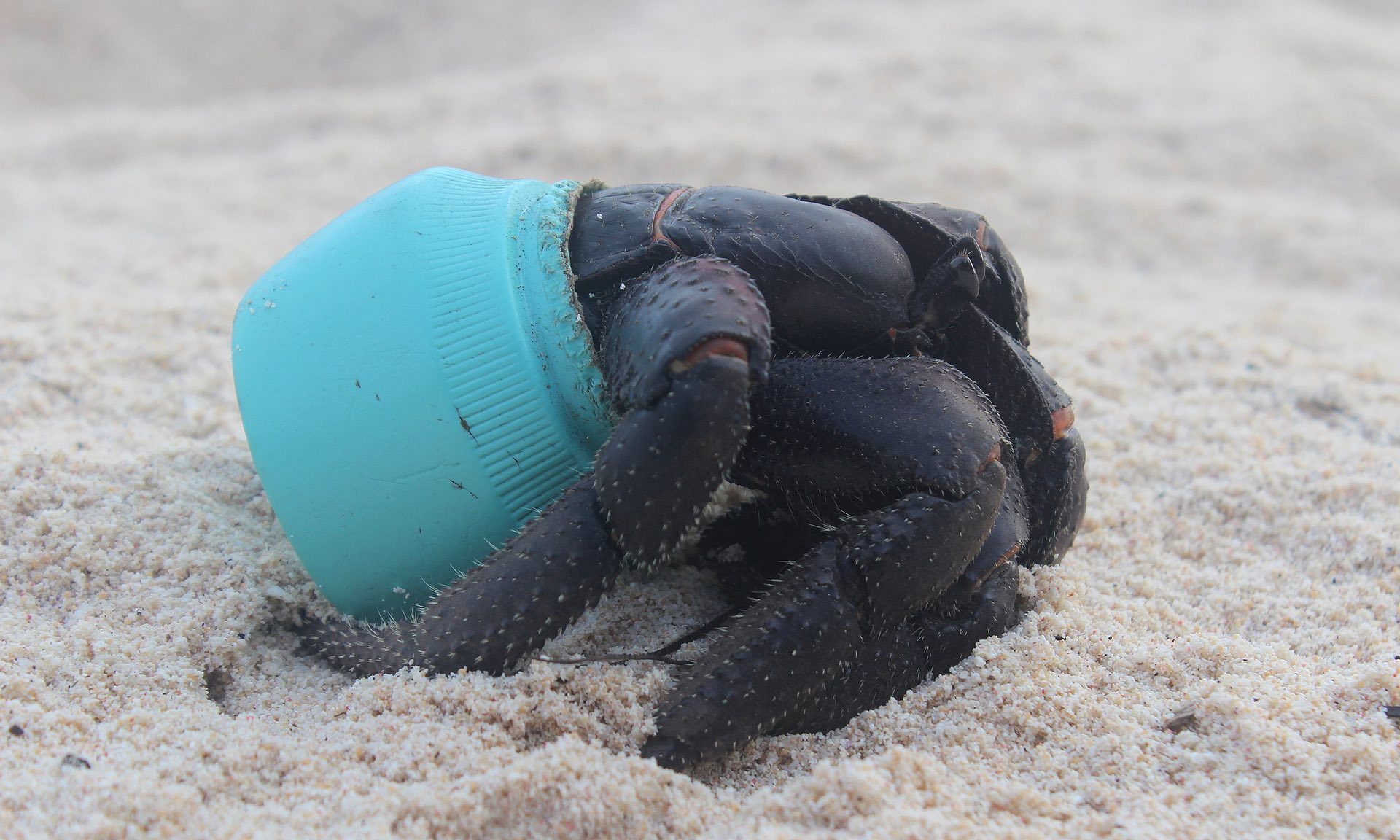 Hermit crab living in an Avon bottle, Henderson Island.