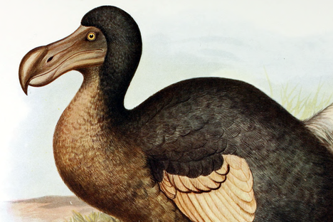 Frederick William Frohawk's restoration, from Walter Rothschild's 1907 book Extinct Birds.
