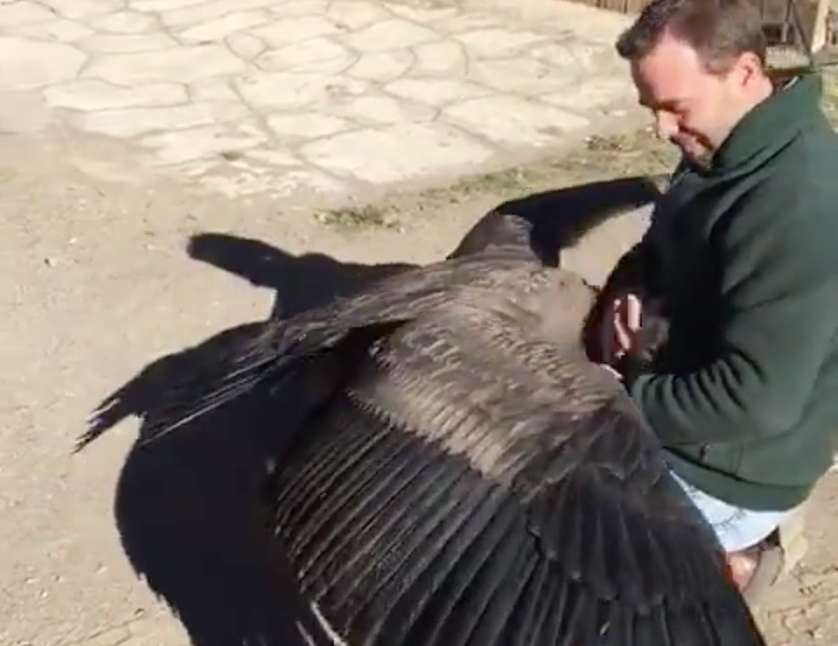 Condor Rescue Local Condor Embraces the Argentinian Farmer Who Rescued It