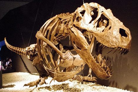 Dinosaurs Were Probably in Decline Well Before Massive Asteroid Strike