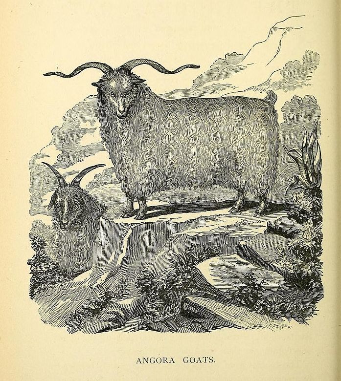 A couple of angora goats, featured in the Australian acclimatization society's annual proceedings.