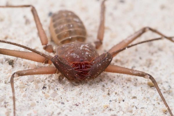 The whip spider, or tailless whip scorpion, is neither a spider nor a scorpion.