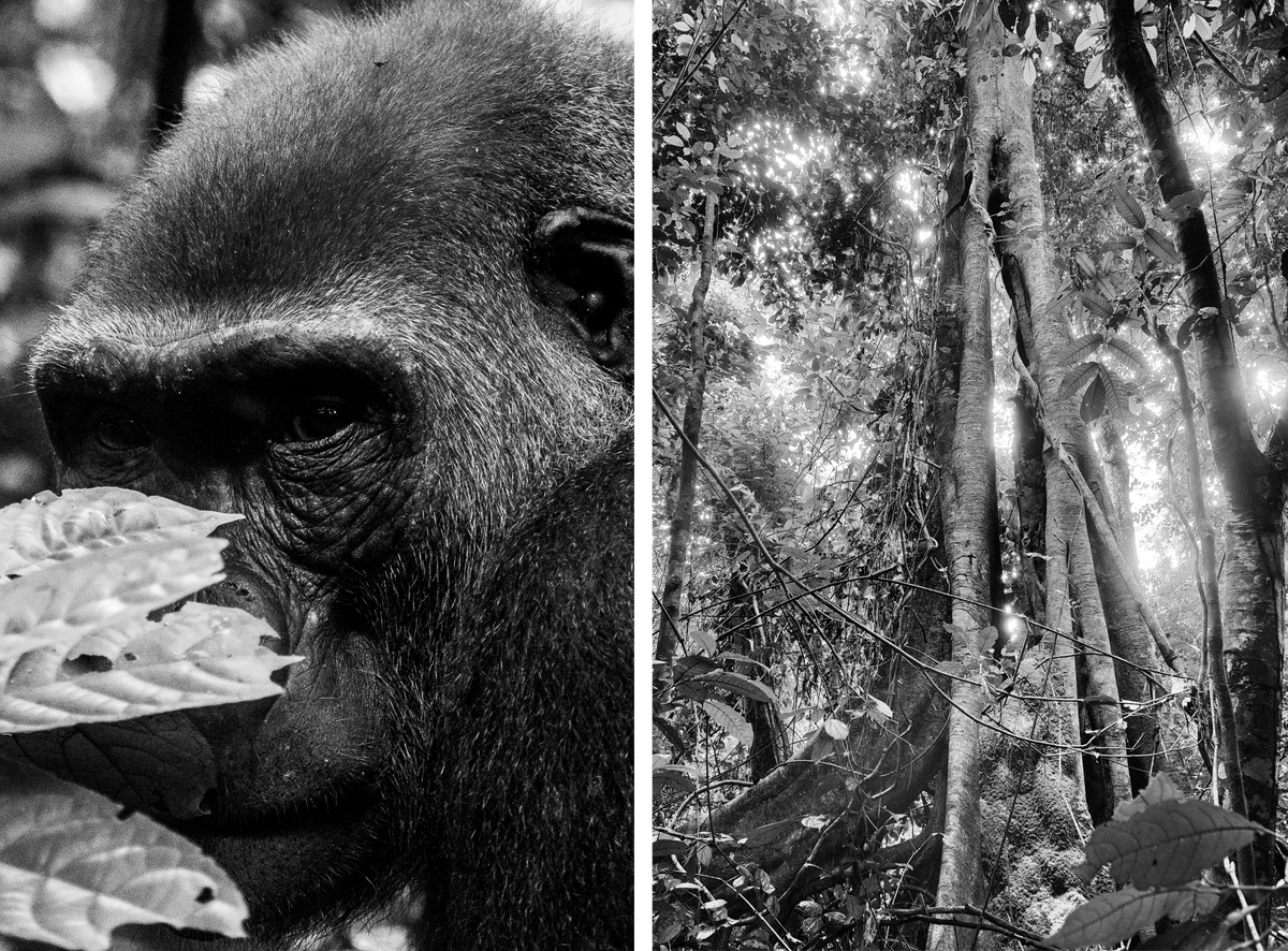 Mojai, a young male gorilla (left); the enormous fig tree where researchers have documented gorillas and chimpanzees eating together (right).