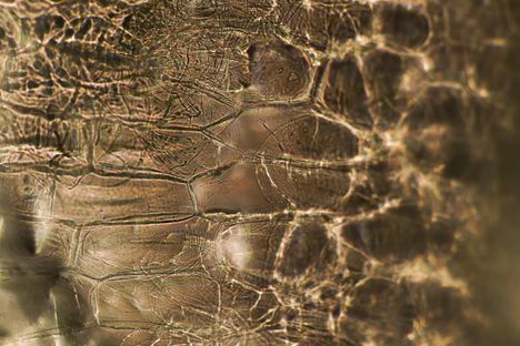 The Magical World of Microscopic Food